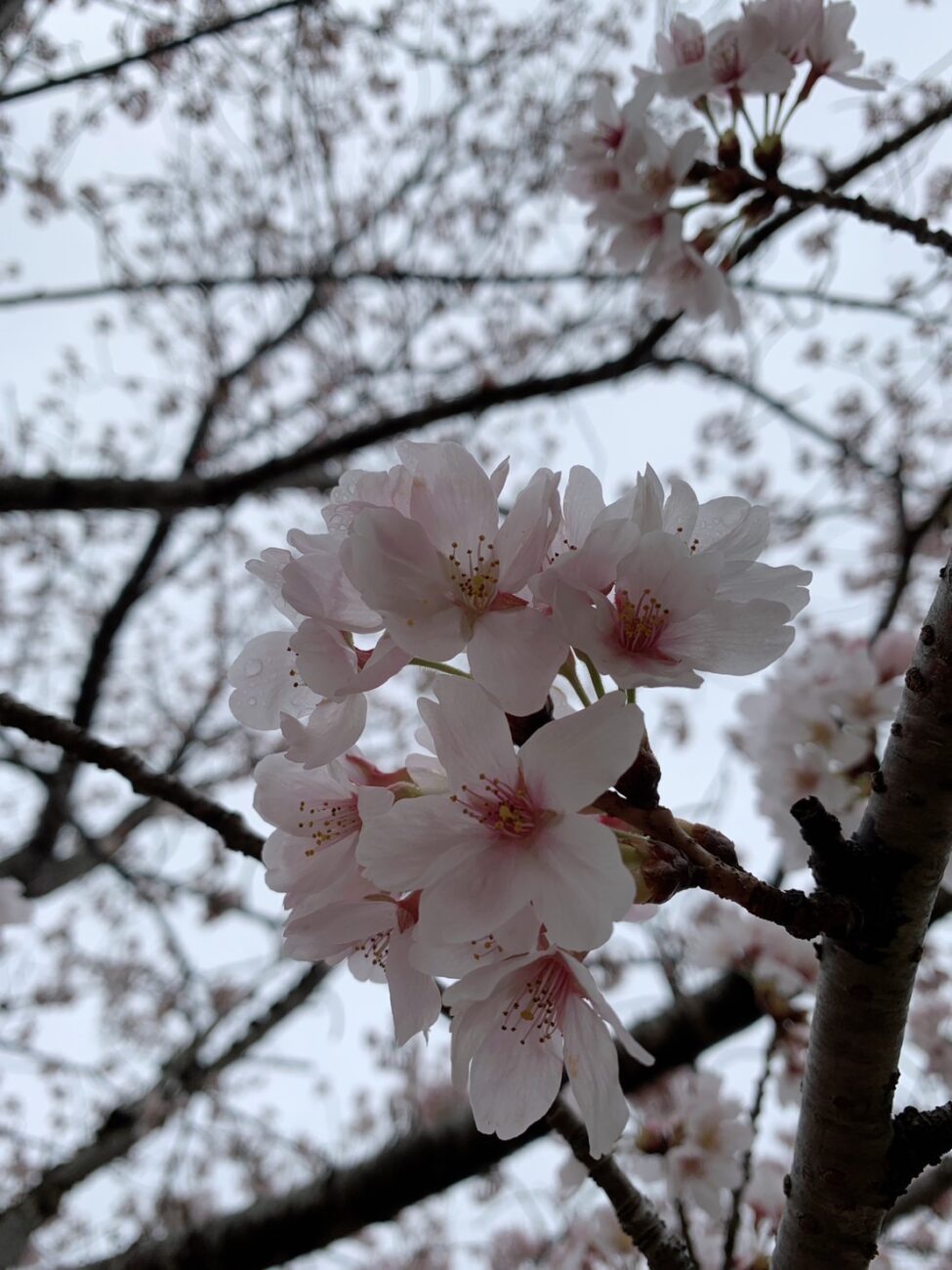 幸せな春の香り🫧